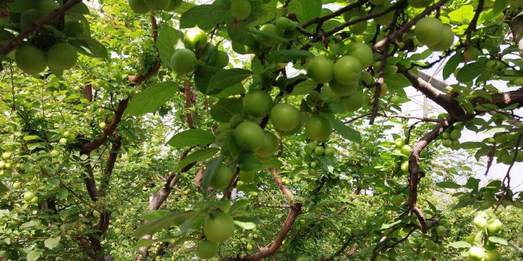 3 ay boyunca hasat edilecek: İlk ürünler 5.000 TL’den satışta 2